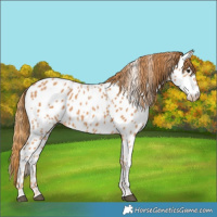 Horse Color:Chestnut Near Leopard 