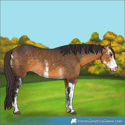Horse Color:Buckskin Sabino 