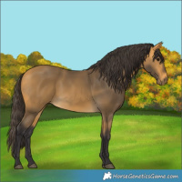 Horse Color:Buckskin 