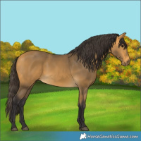 Horse Color:Buckskin 