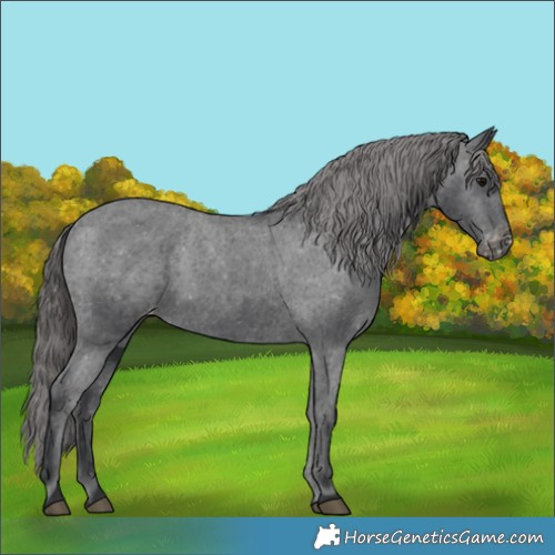 Horse Color:Black Appaloosa Rabicano 