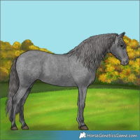 Horse Color:Black Appaloosa Rabicano 