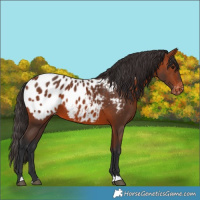 Horse Color:Bay Appaloosa 