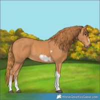 Horse Color:Chestnut Tobiano Frame 