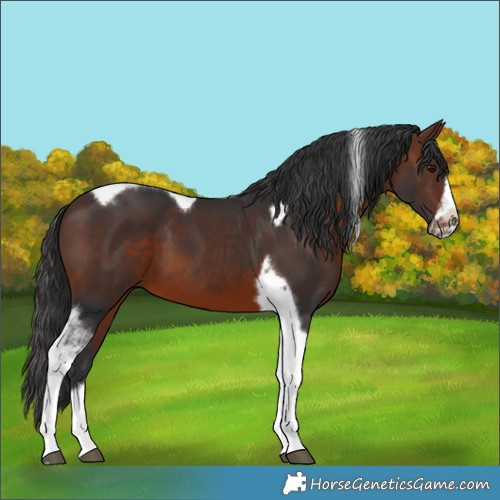 Horse Color:Brown Tobiano Frame 