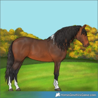 Horse Color:Bay Tobiano 