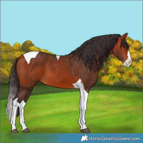 Horse Color:Bay Splash Tobiano 