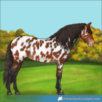 Horse Color:Bay Near Leopard 