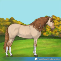 Horse Color:Red Dun Tobiano 