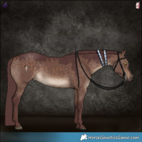 Horse Color:Chocolate Brown Dun 