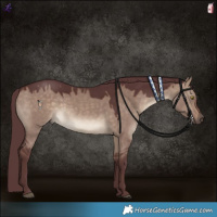 Horse Color:Chocolate Brown Dun