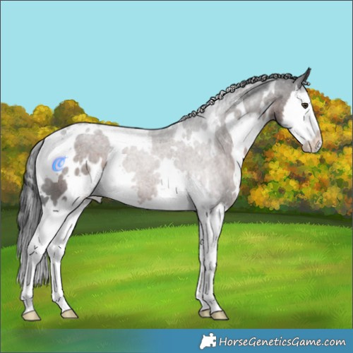 Horse Color:White Spotted Liver Chestnut Splash 