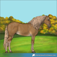 Horse Color:Chocolate Palomino Dun Rabicano 