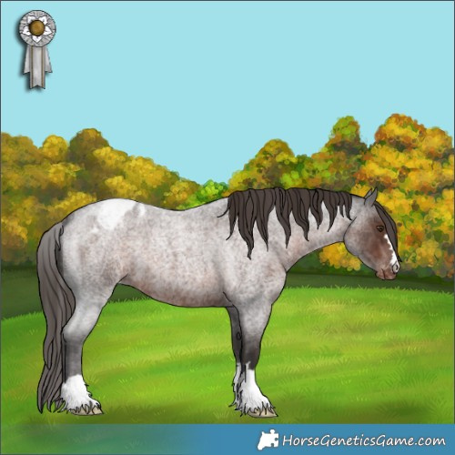 Horse Color:Liver Red Roan Appaloosa 