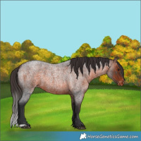 Horse Color:Brown Roan Appaloosa 