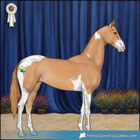 Horse Color:Chestnut Sabino Tobiano 