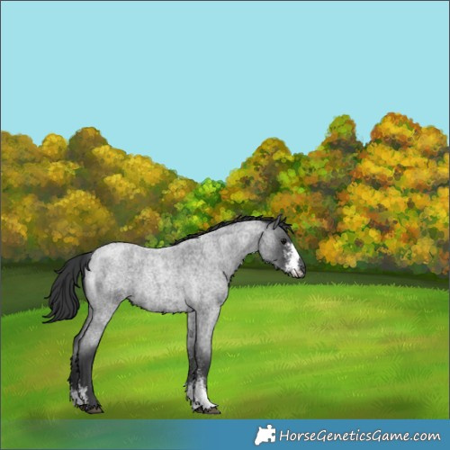 Horse Color:Blue Roan Sabino 