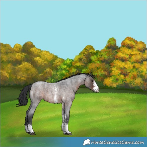 Horse Color:Brown Roan Sabino 