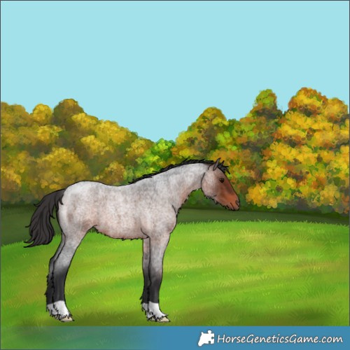 Horse Color:Brown Roan