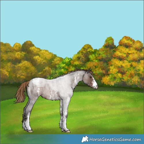 Horse Color:Liver Red Roan Sabino Appaloosa 