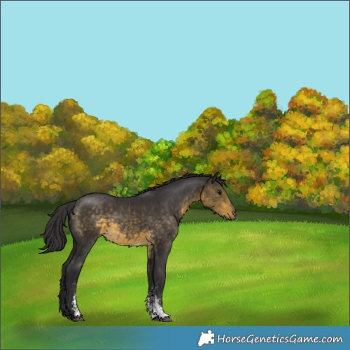 Horse Color:Buckskin Sabino 