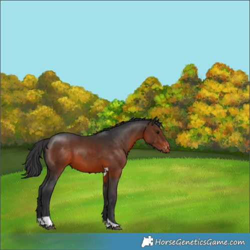 Horse Color:Brown Tobiano Varnish 