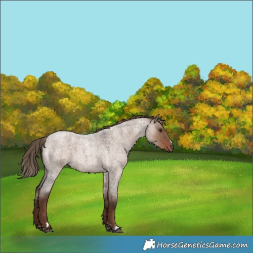 Horse Color:Liver Red Dun Roan 