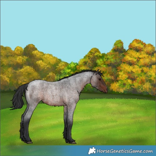 Horse Color:Brown Roan 