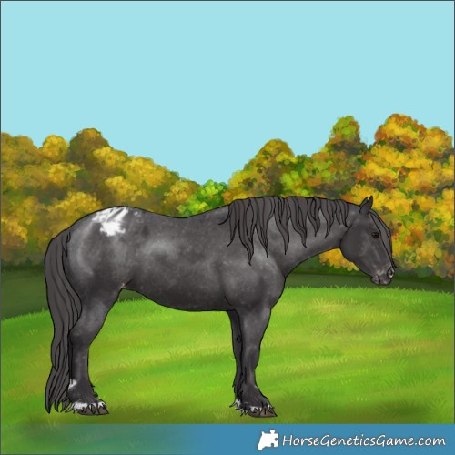 Horse Color:Smoky Black Appaloosa 