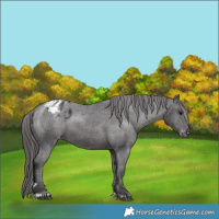 Horse Color:Smoky Black Varnish 
