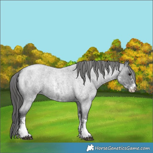 Horse Color:Blue Roan Sabino Appaloosa 