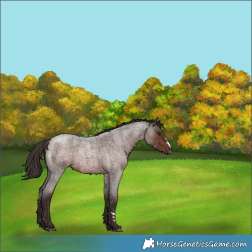 Horse Color:Liver Red Roan 
