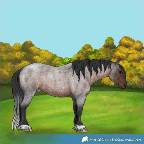 Horse Color:Brown Roan 