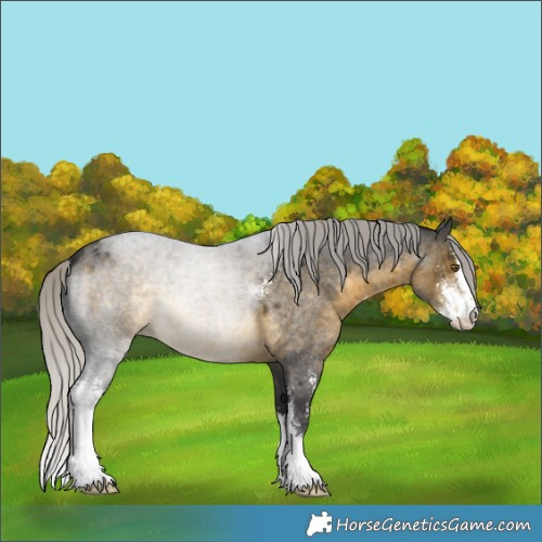 Horse Color:Silver Buckskin Roan Sabino