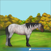Horse Color:Brown Roan