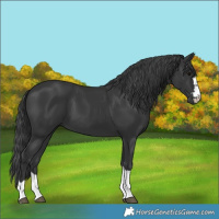 Horse Color:Black 
