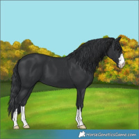 Horse Color:Black 