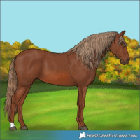 Horse Color:Chestnut 