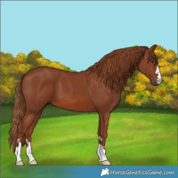 Horse Color:Chestnut 