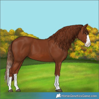 Horse Color:Chestnut Splash 