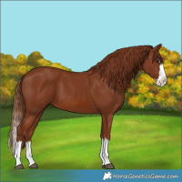 Horse Color:Chestnut Splash 