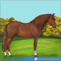 Horse Color:Chestnut 