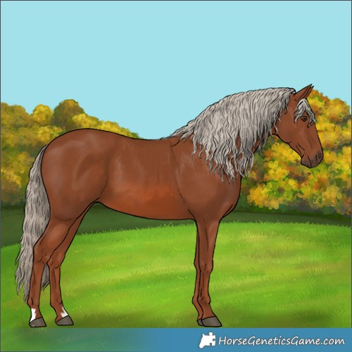 Horse Color:Chestnut 