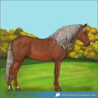 Horse Color:Chestnut 
