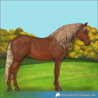 Horse Color:Chestnut 