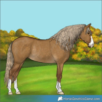 Horse Color:Chocolate Palomino Dun Rabicano 