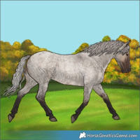 Horse Color:Silver Brown Roan Dun 