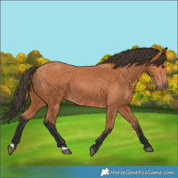 Horse Color:Bay 