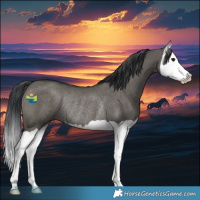 Horse Color:Grullo Splash Rabicano 