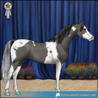Horse Color:Grullo Splash Tobiano